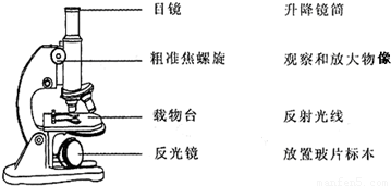 显微镜的镜头包括什么和什么