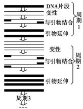 工艺类制品与pcr扩增仪操作步骤包括